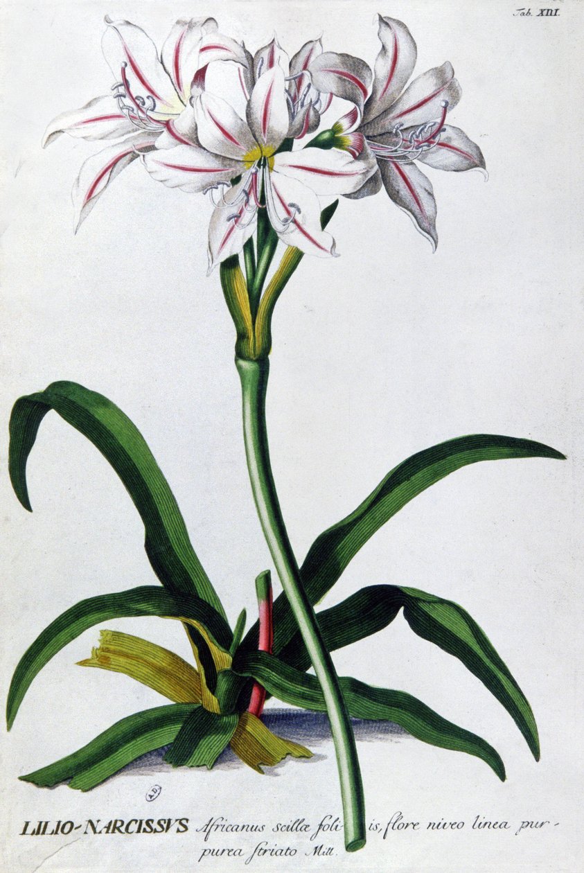 Lily, Narcis Lily od Pierre Joseph Redouté