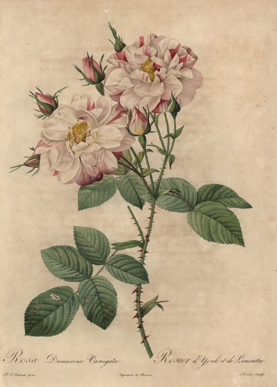 Růžová a bílá damašská růže, Rosa damascena od Pierre Joseph Redouté