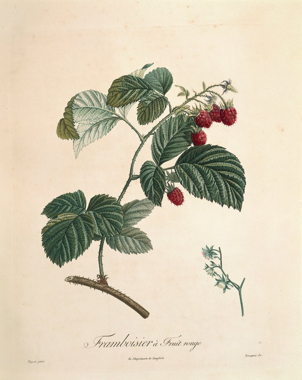 Malina od Pierra Josepha Redouta (1759-1840) od Pierre Joseph Redouté