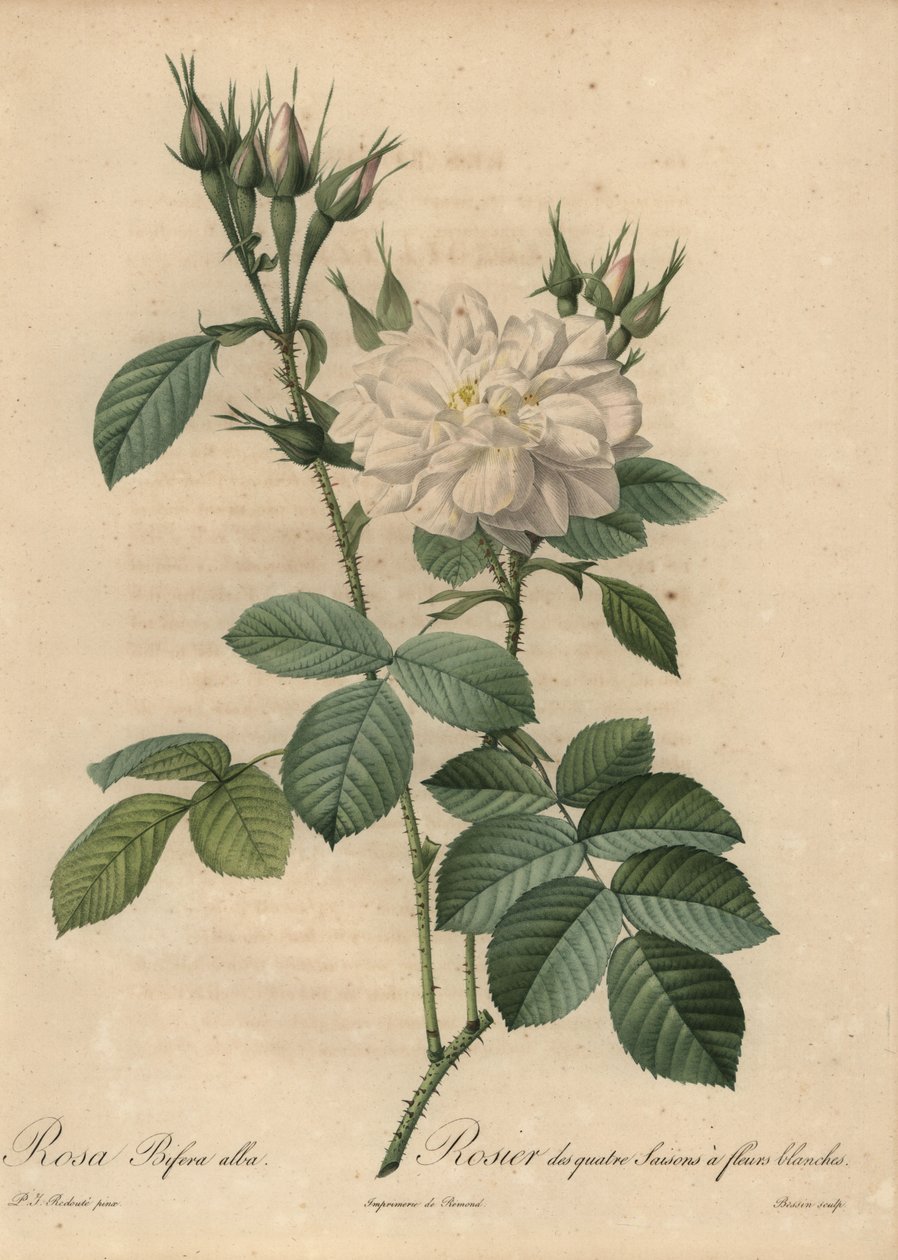 Bílá růže, Rosa bifera alba. od Pierre Joseph Redouté