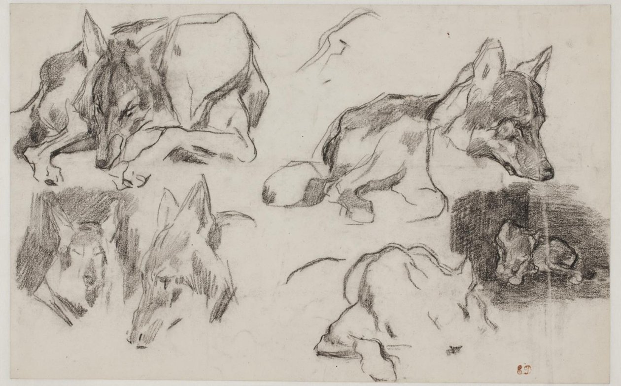 Studie marockých psů. od Pierre Andrieu