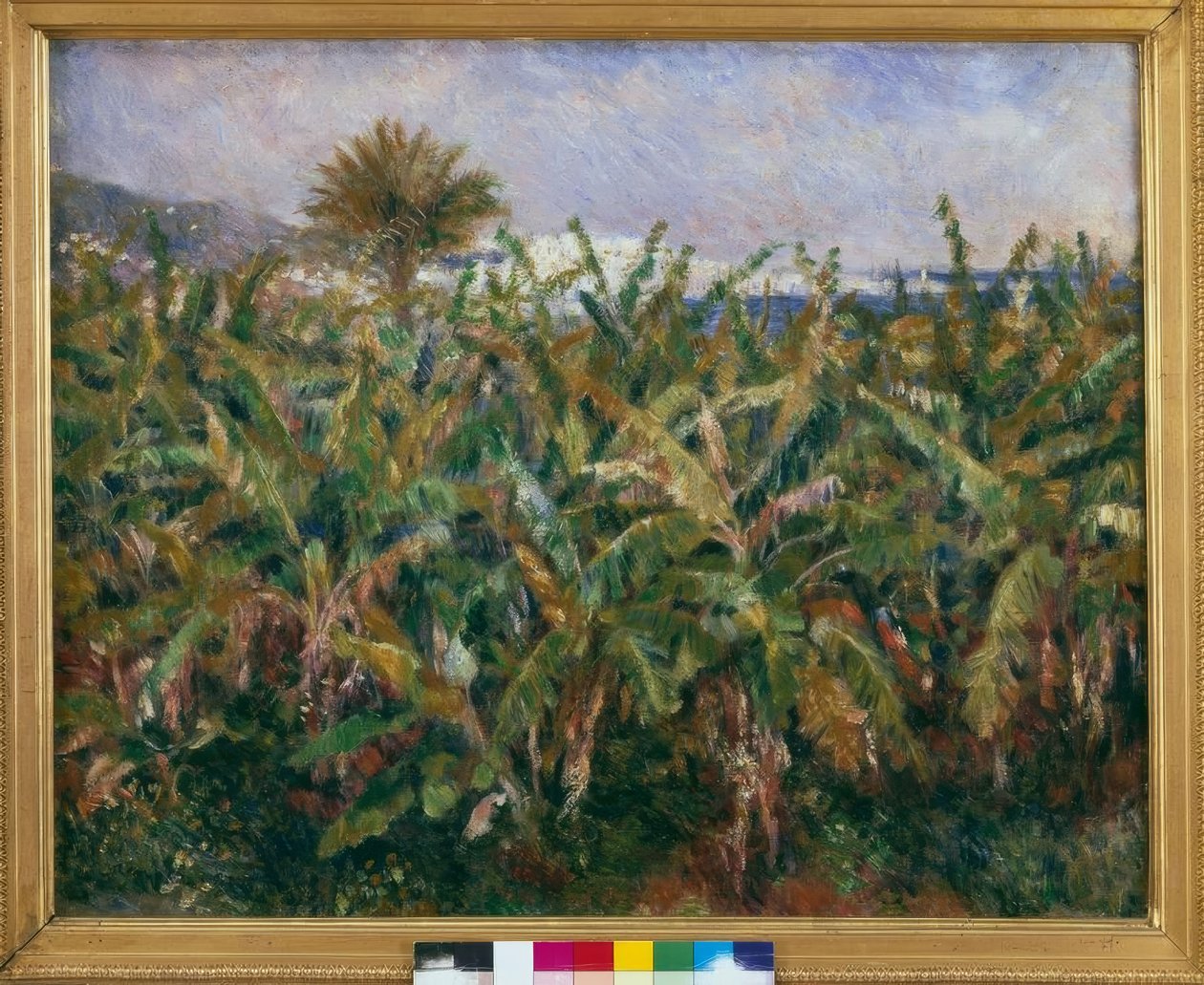 Banánové pole od Pierre Auguste Renoir