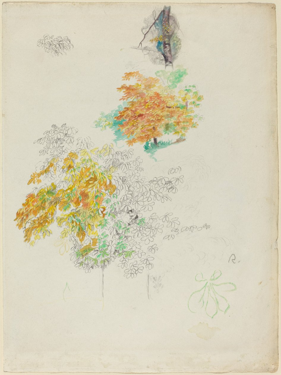 Studie o stromech, 1886. od Pierre Auguste Renoir
