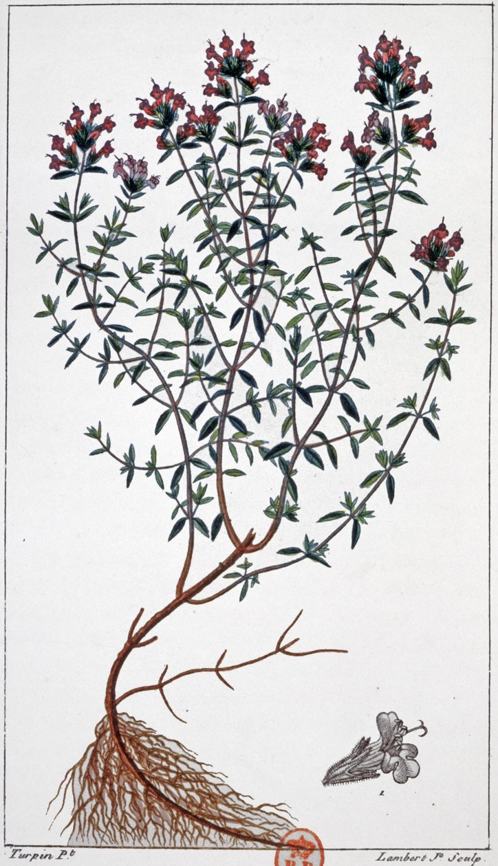 Tymián, cca 1850 (rytina) od Pierre Jean Francois (after) Turpin