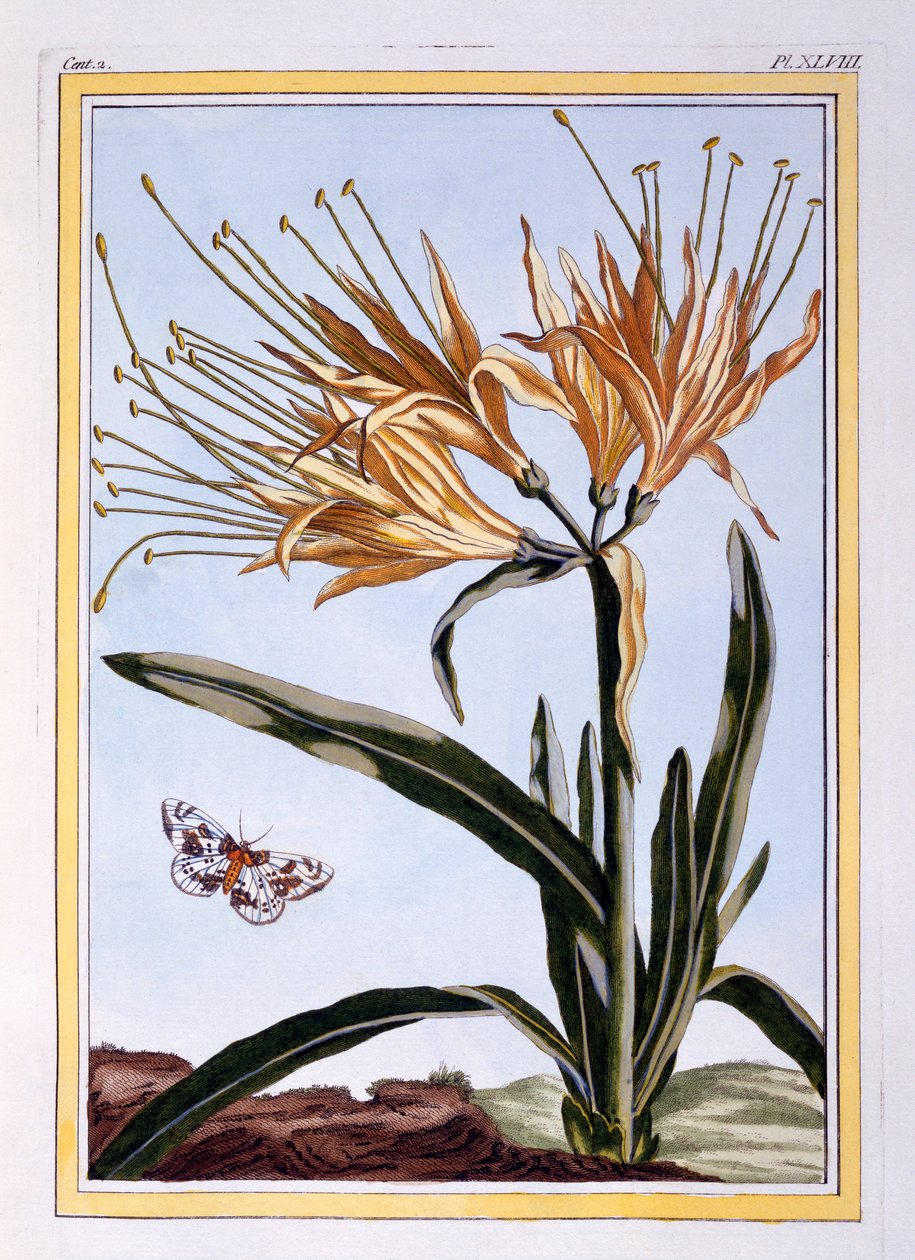 Lily, hospoda. 1776. od Pierre Joseph Buchoz