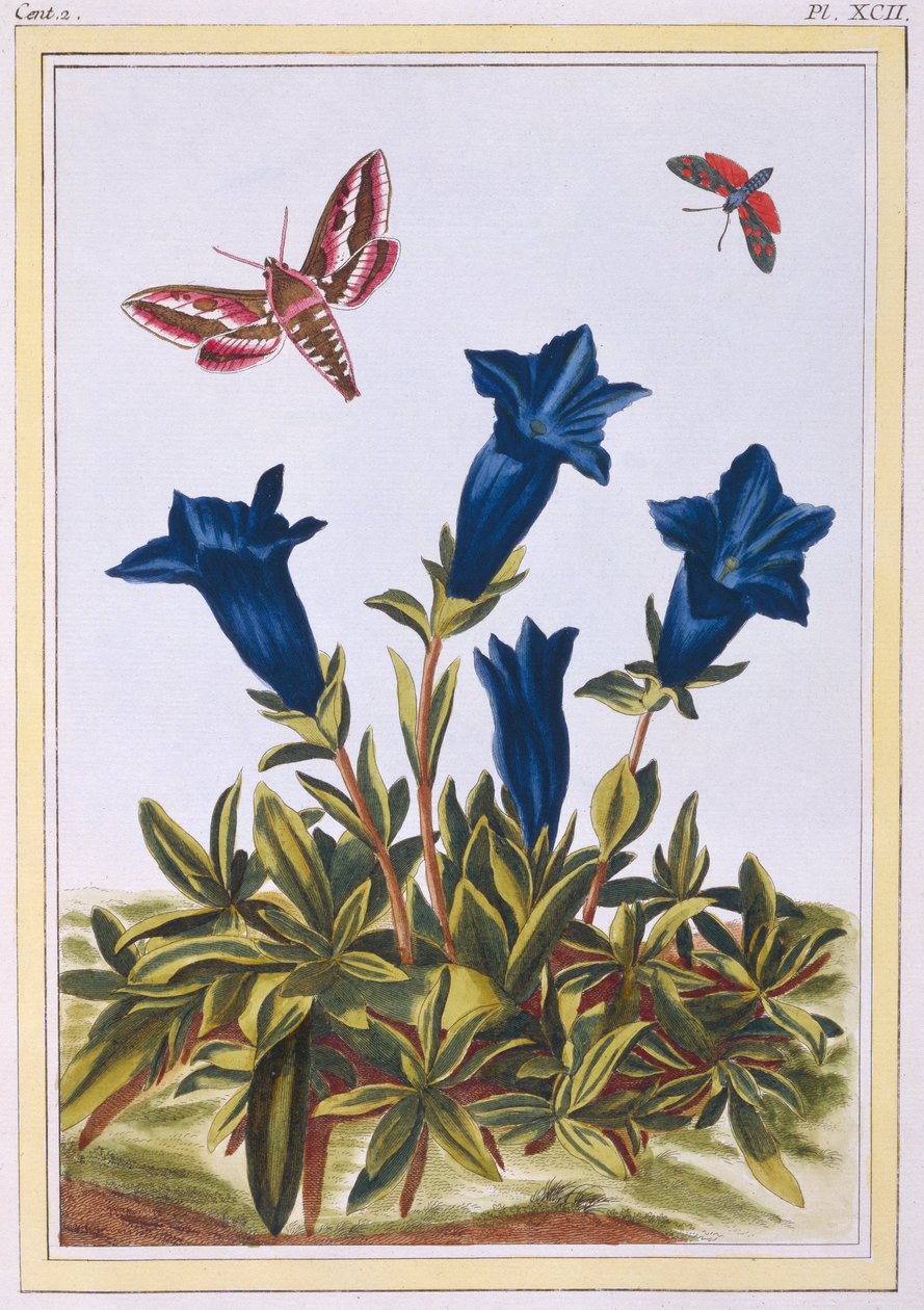 Modrý květ hořce trubka, hospoda. 1776. od Pierre Joseph Buchoz
