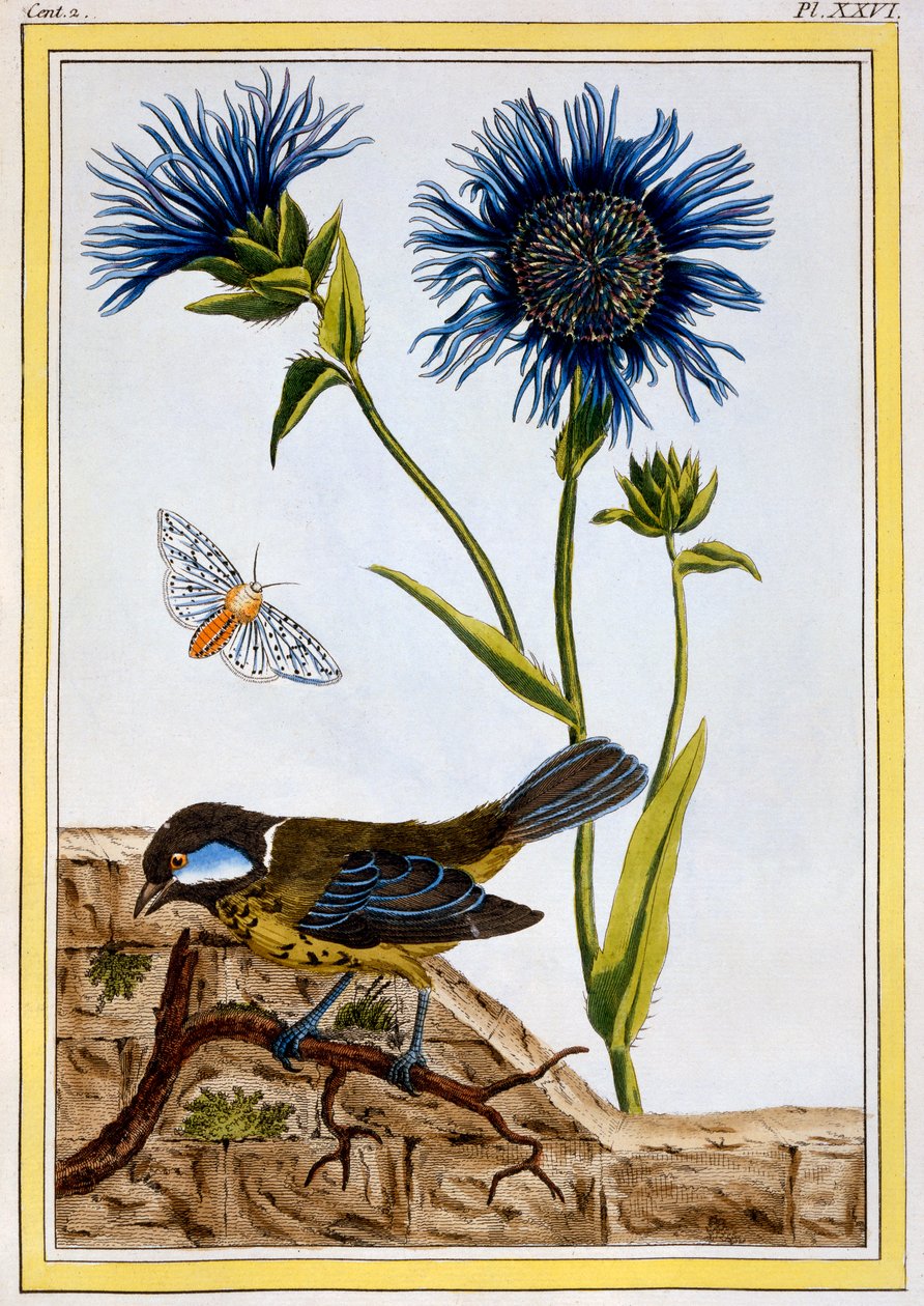 Chrpa, hospoda. 1776. od Pierre Joseph Buchoz