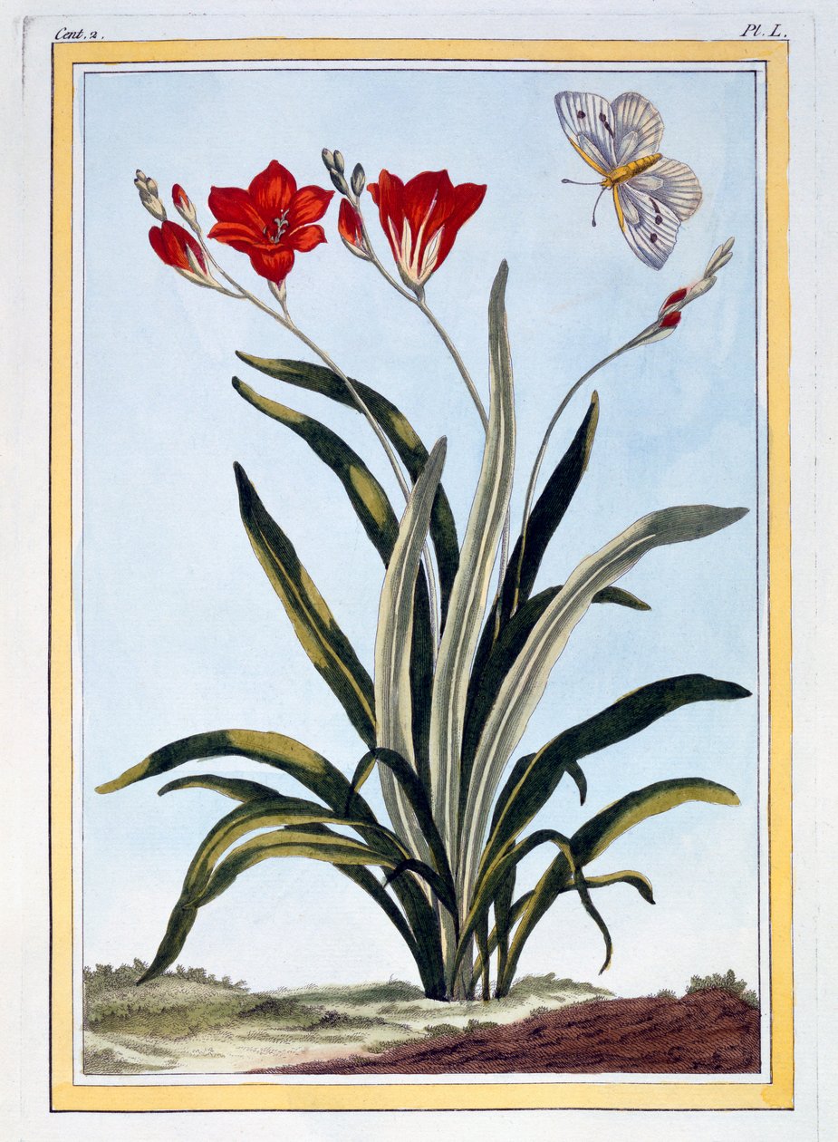 Cornlily, hospoda. 1776. od Pierre Joseph Buchoz