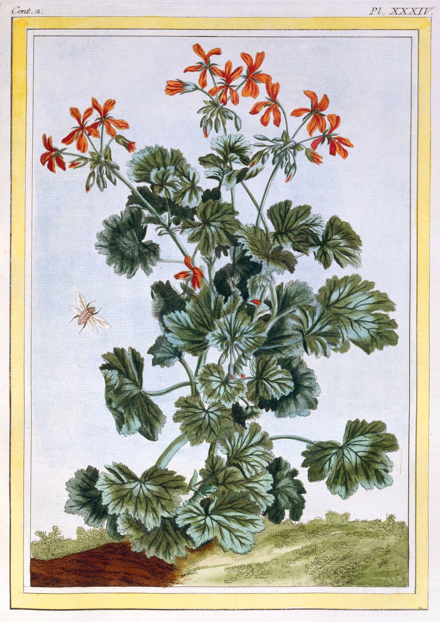Cranesbill, hospoda. 1776. od Pierre Joseph Buchoz