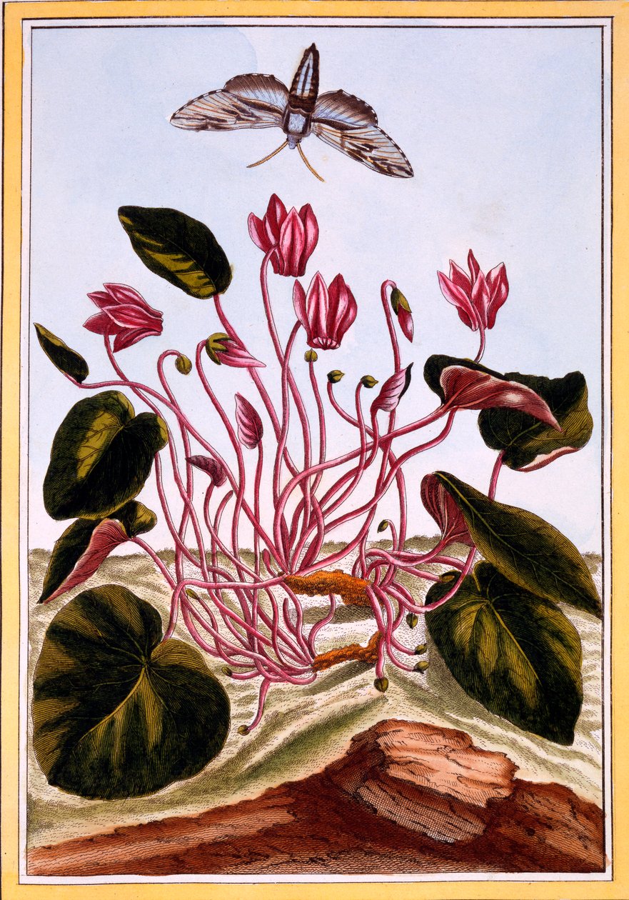 Cyclamen, hospoda. 1776. od Pierre Joseph Buchoz