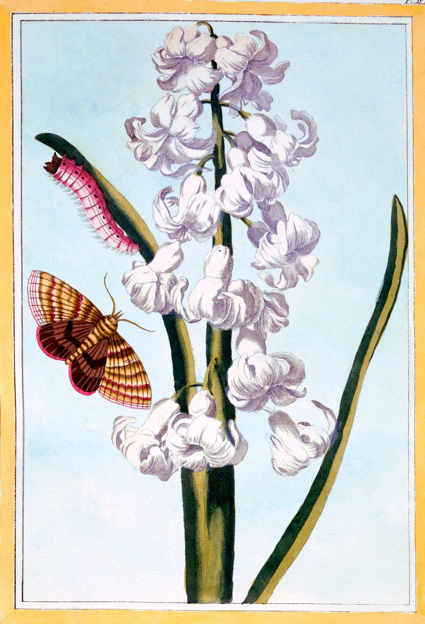 Hyacint, cca 1766 (ručně kolorovaná rytina) od Pierre Joseph Buchoz