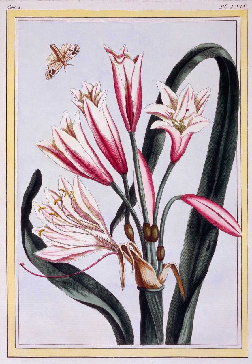 Dlouholistá Amaryllis, hospoda. 1776. od Pierre Joseph Buchoz