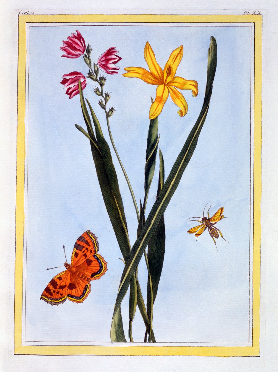 Jihoamerická Ixia, hospoda. 1776. od Pierre Joseph Buchoz