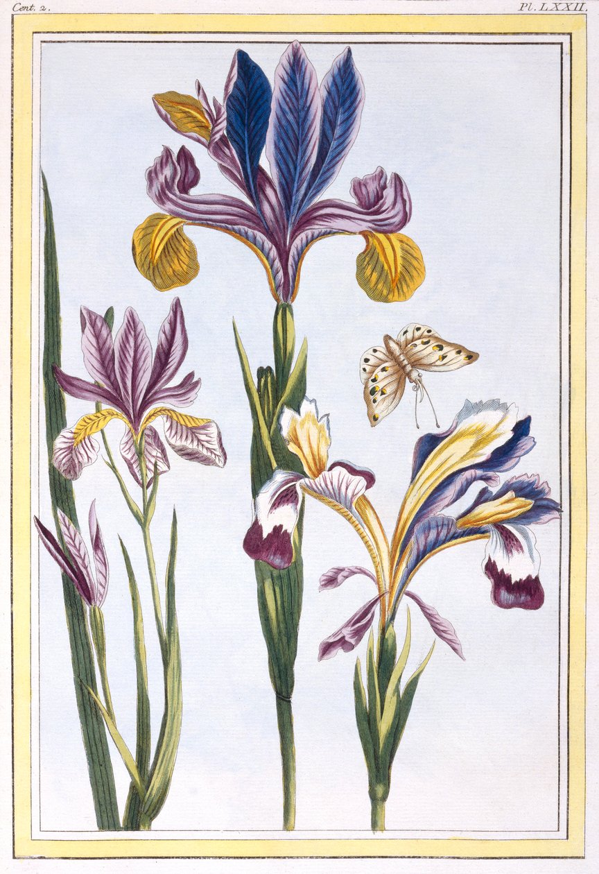 Iris pestrý, hospoda. 1776. od Pierre Joseph Buchoz