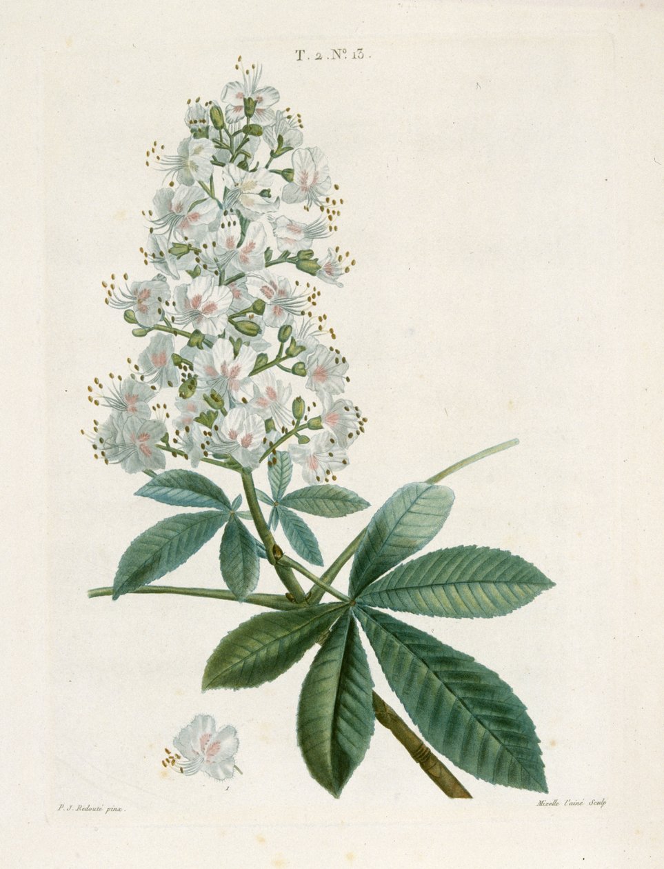 Aesculus Hippocastorum, jírovec, c1800-1830. od Pierre Joseph Redouté