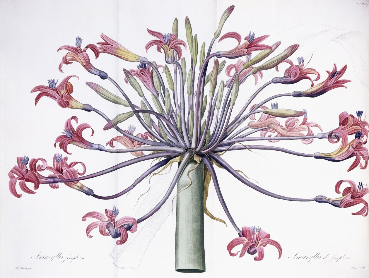 Amaryllis Josephina, 1802-1816 od Pierre Joseph Redouté