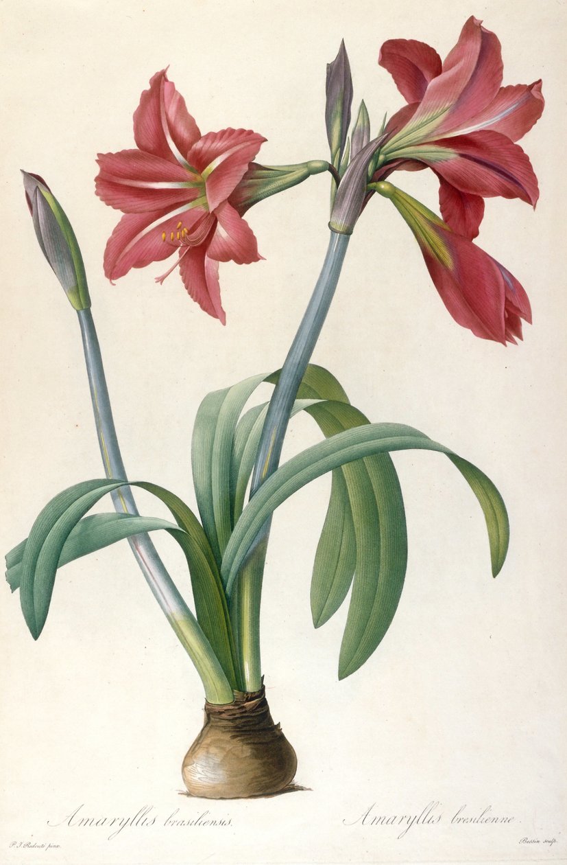 Amaryllis brasiliensis Amaryllis brazilská. od Pierre Joseph Redouté