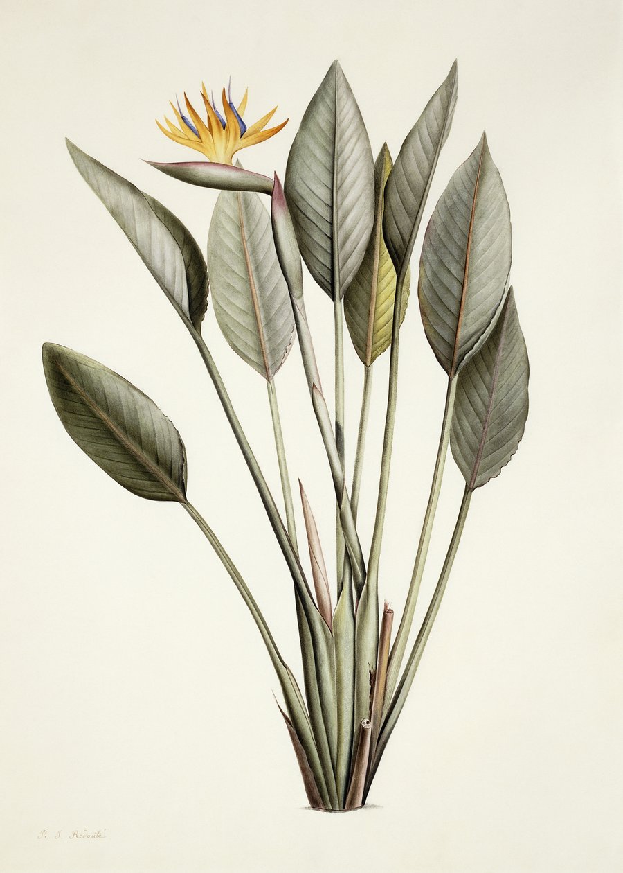 Bird of Paradise; Strelitzia Reginae, od Pierre Joseph Redouté