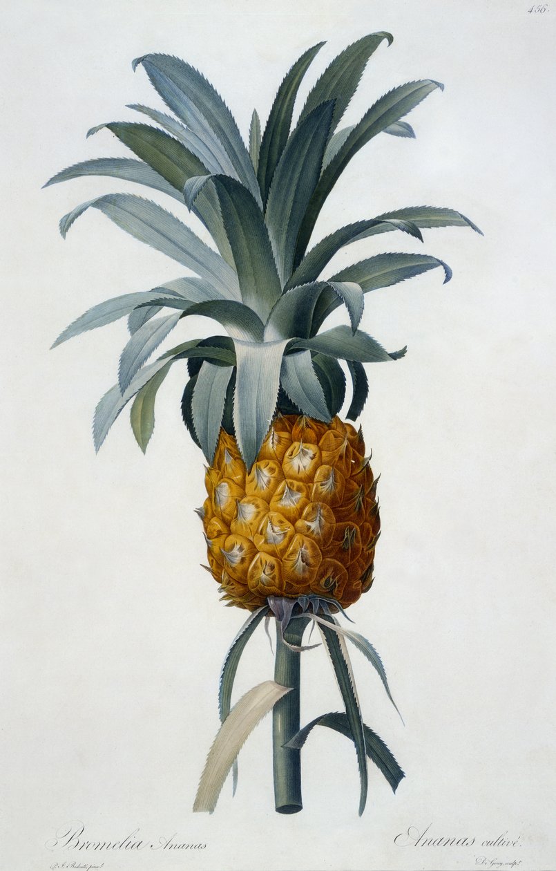 Bromelia Ananas (ručně kolorovaná rytina) od Pierre Joseph Redouté