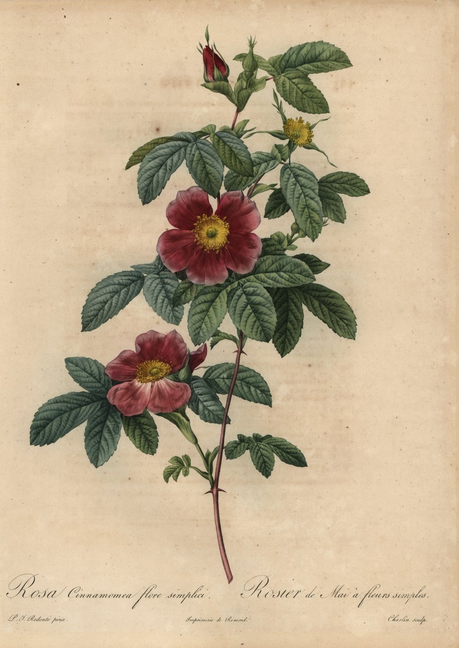 Skořicová růže, Rosa majalis od Pierre Joseph Redouté