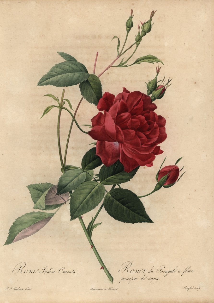 Karmínová čínská růže, Rosa chinensis od Pierre Joseph Redouté