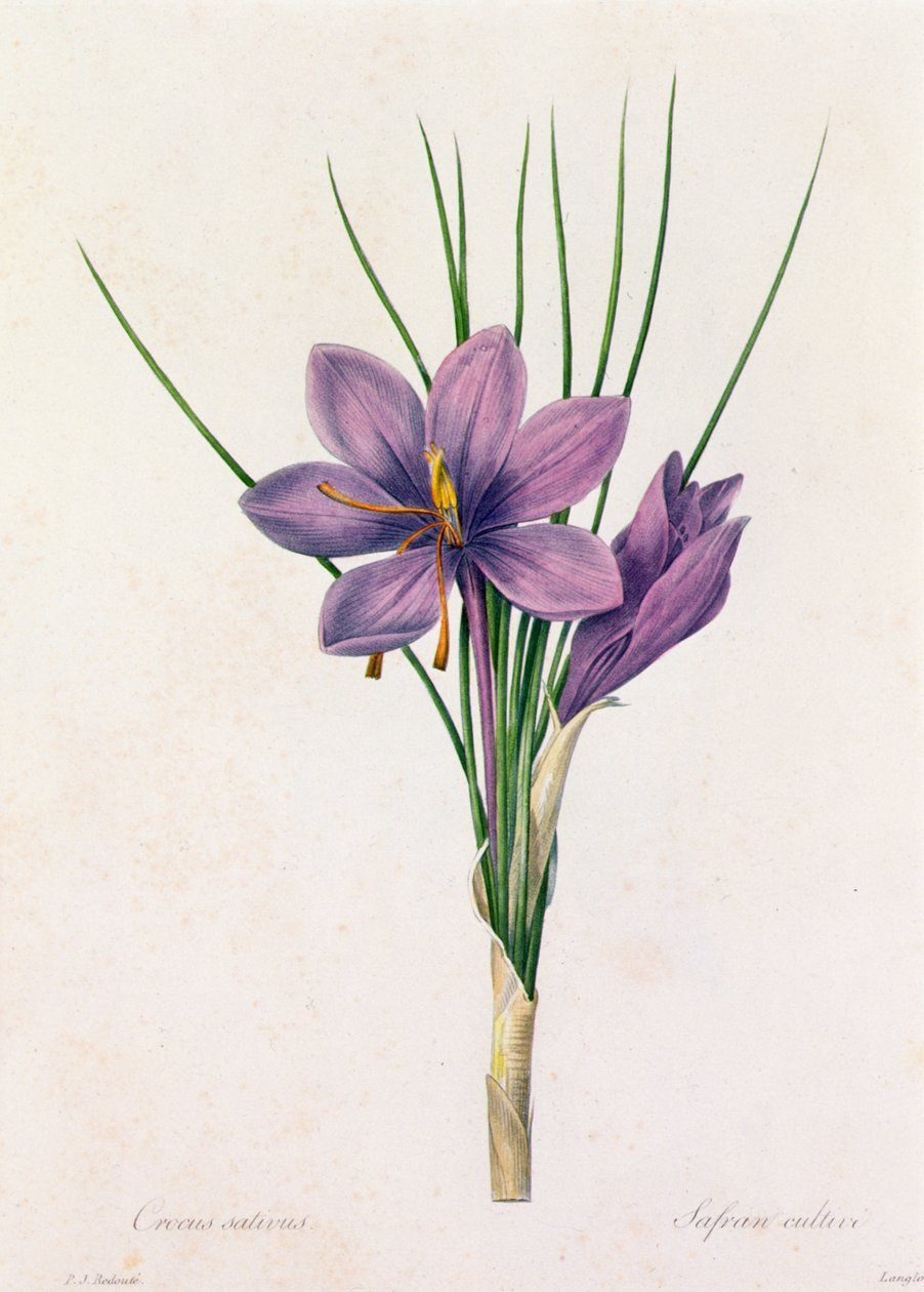 Crocus Sativus (barevná rytina) od Pierre Joseph Redouté