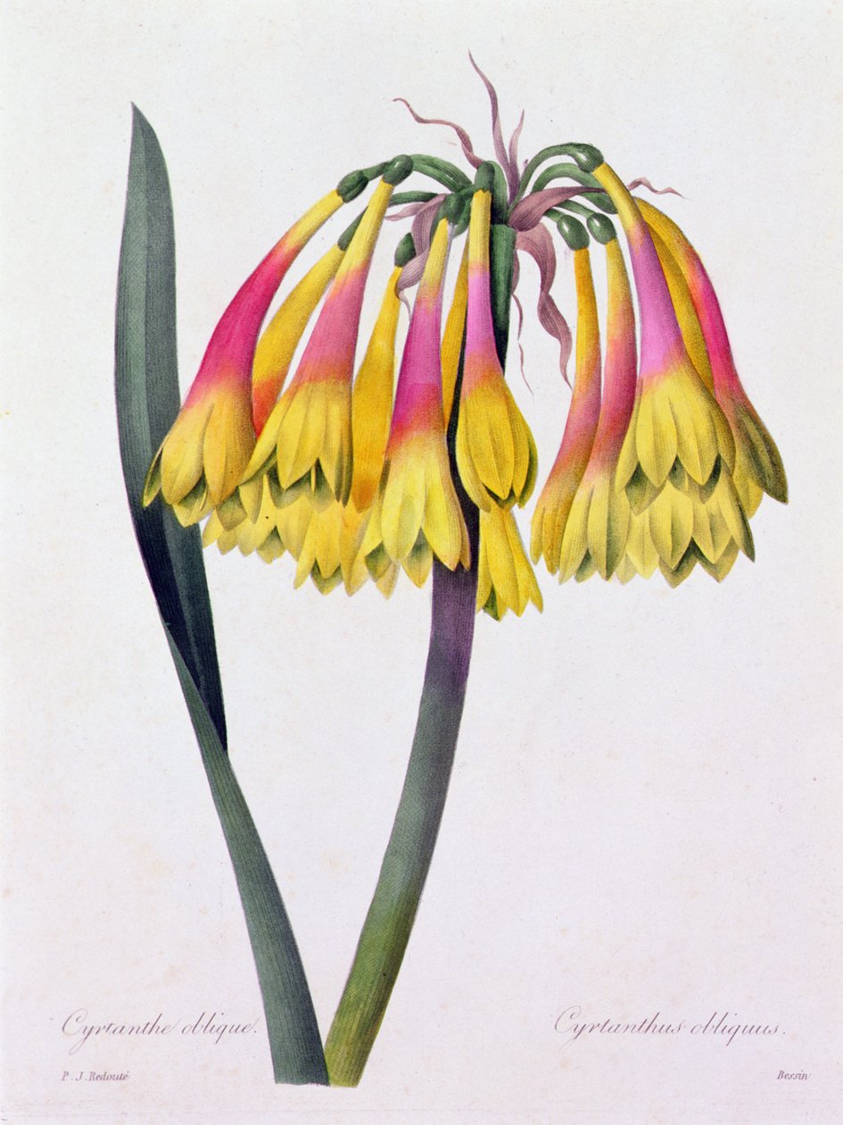 Cyrtanthus Obliquus (barevná rytina) od Pierre Joseph Redouté