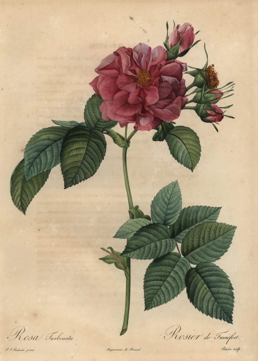 Zaprášená růžová růže, Rosa turbinata od Pierre Joseph Redouté