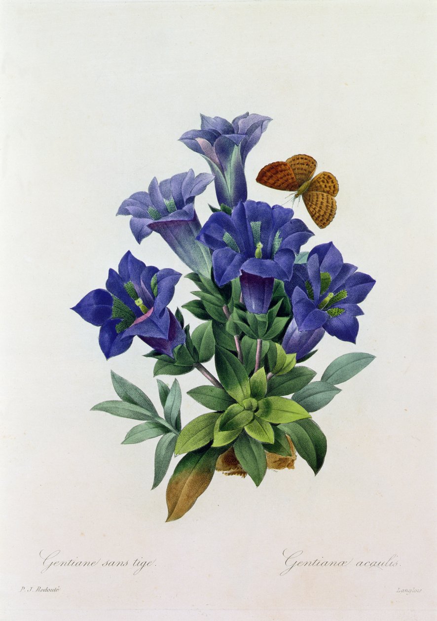 Gentiana Acaulis (barevná rytina) od Pierre Joseph Redouté