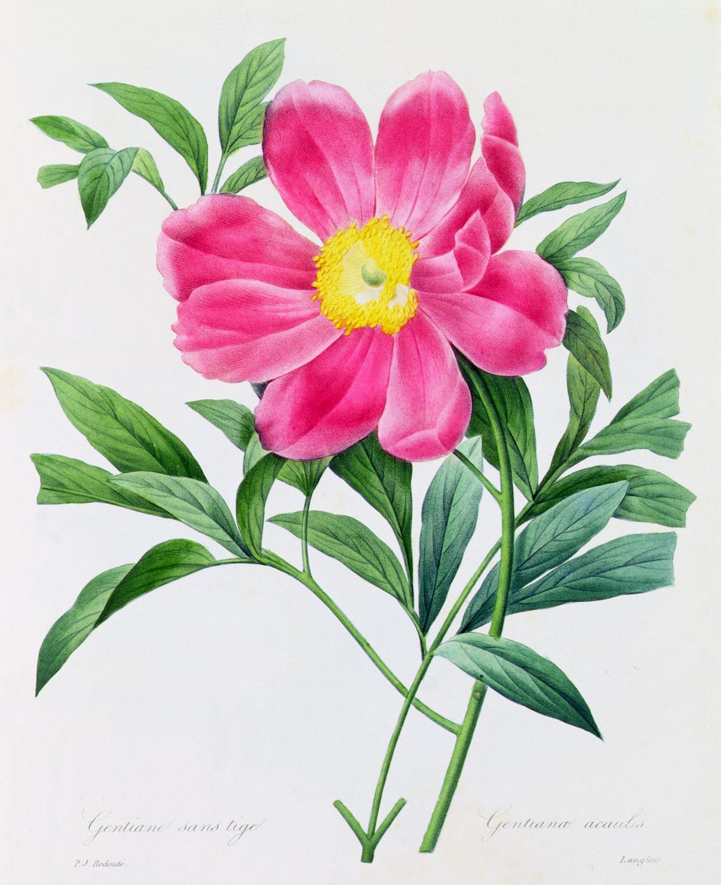 Hořec bez stonku (barevné rytí) od Pierre Joseph Redouté