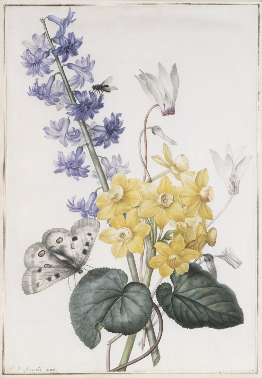 Hyacint, Cyclamen a Narcisy od Pierre Joseph Redouté