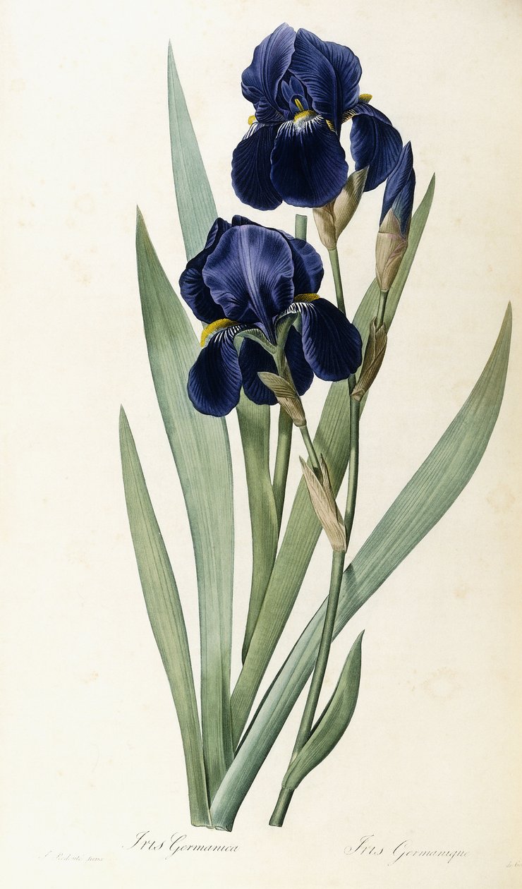Iris Germanica od Pierre Joseph Redouté