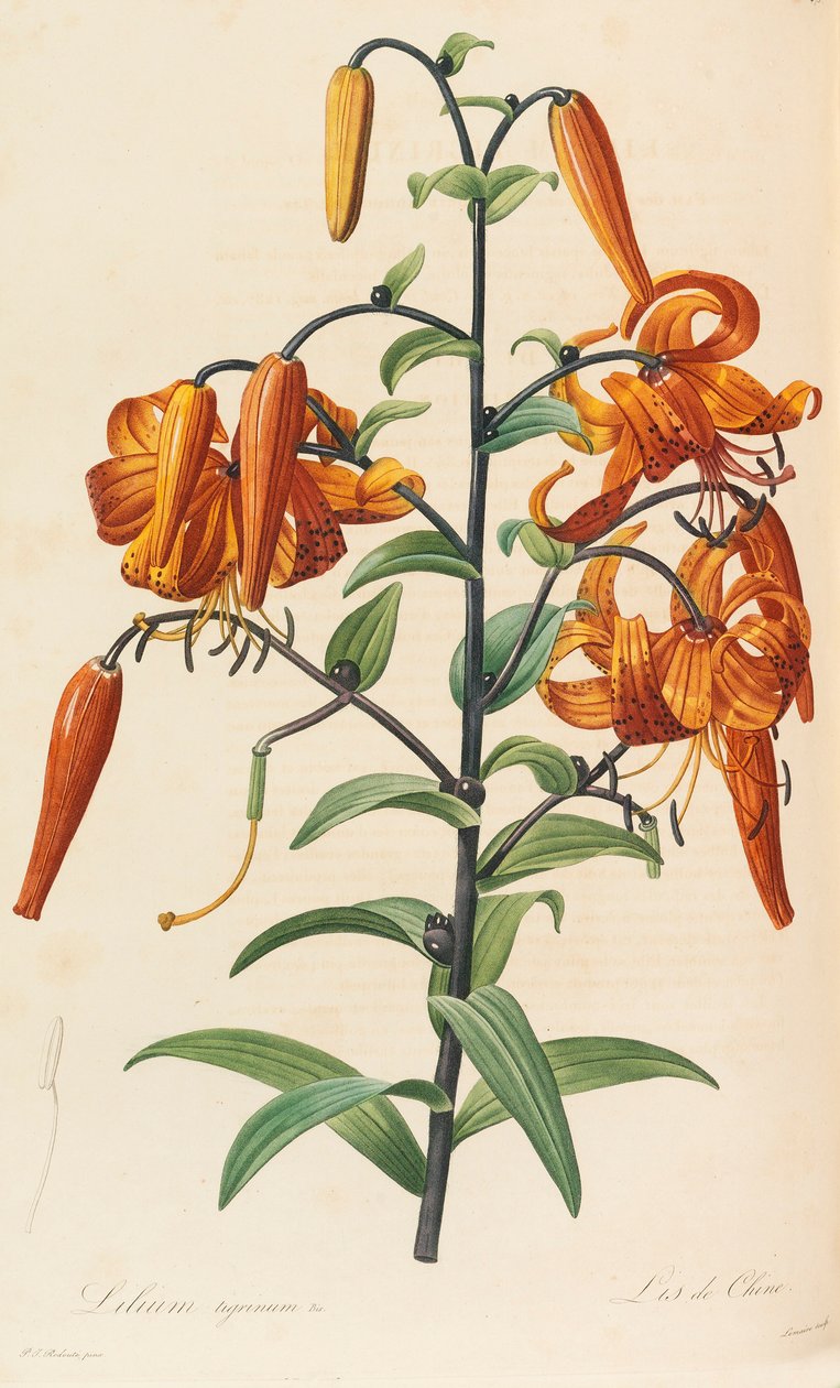 Liliaceae, 1804-1815. od Pierre Joseph Redouté