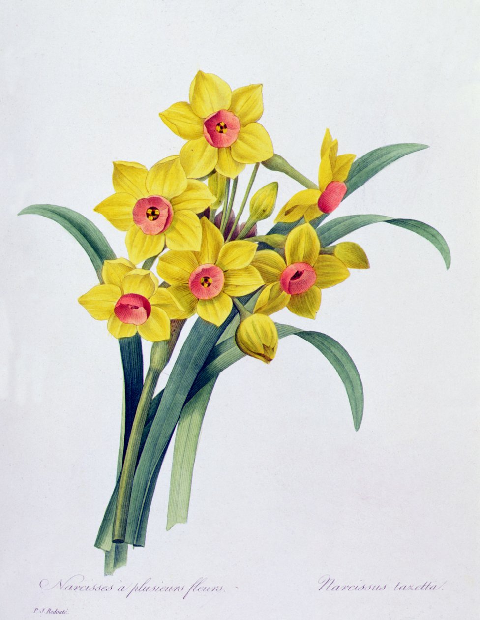 Narcissus Tazetta (barevná rytina) od Pierre Joseph Redouté