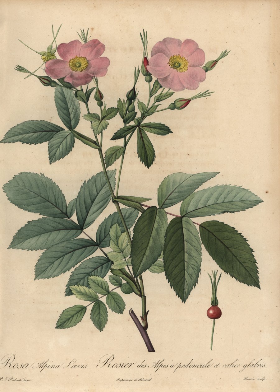 Růžová alpská růže, Rosa pendulina od Pierre Joseph Redouté