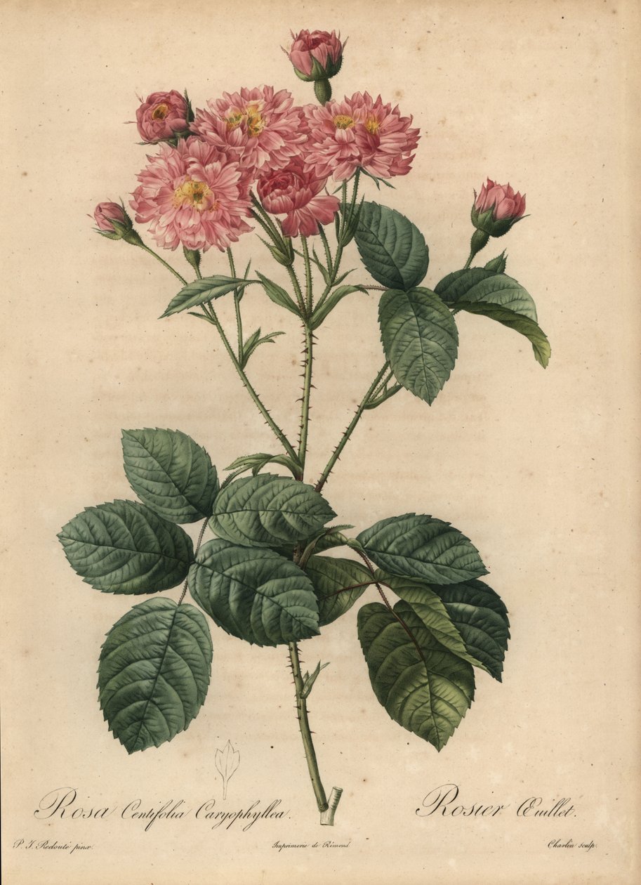 Růže karafiátovo-okvětní kapusta, Rosa centifolia od Pierre Joseph Redouté