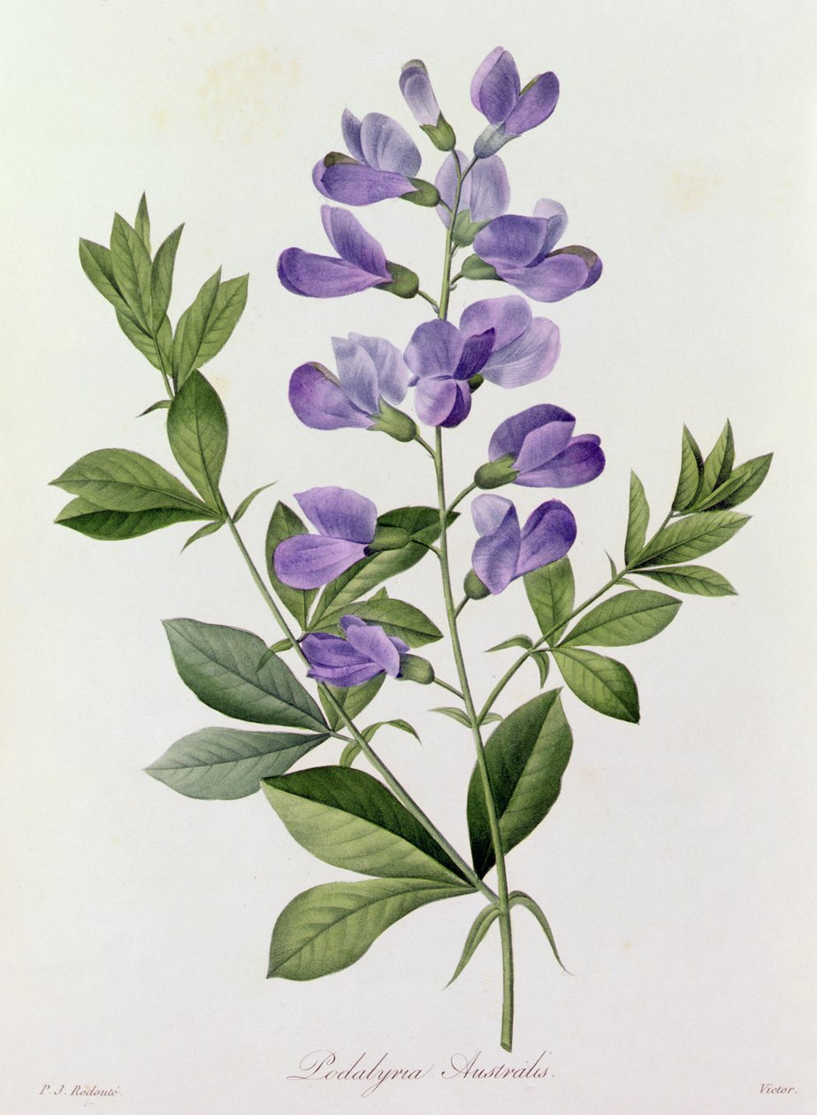 Podalyria Australis (barevná rytina) od Pierre Joseph Redouté