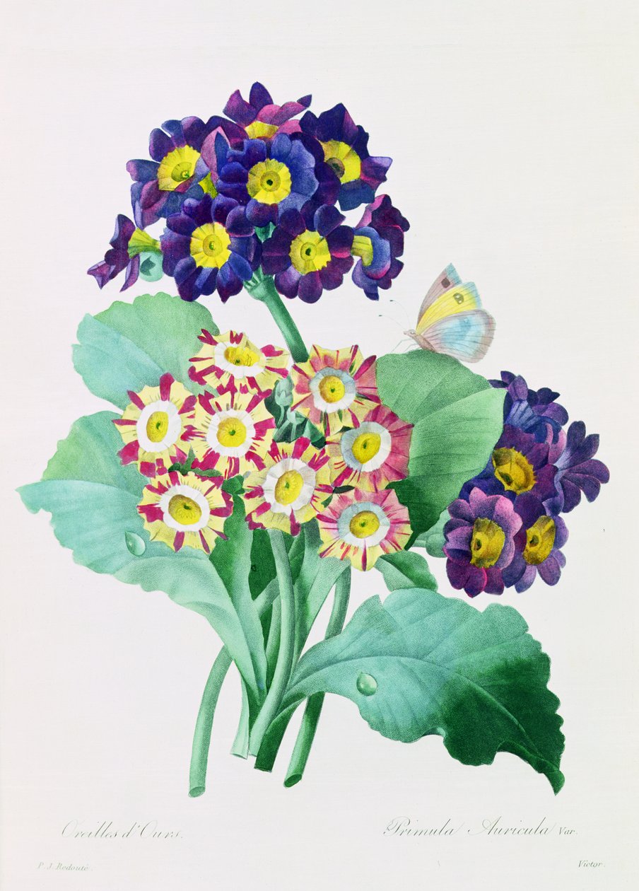 Primula Auricula (barevná rytina) od Pierre Joseph Redouté