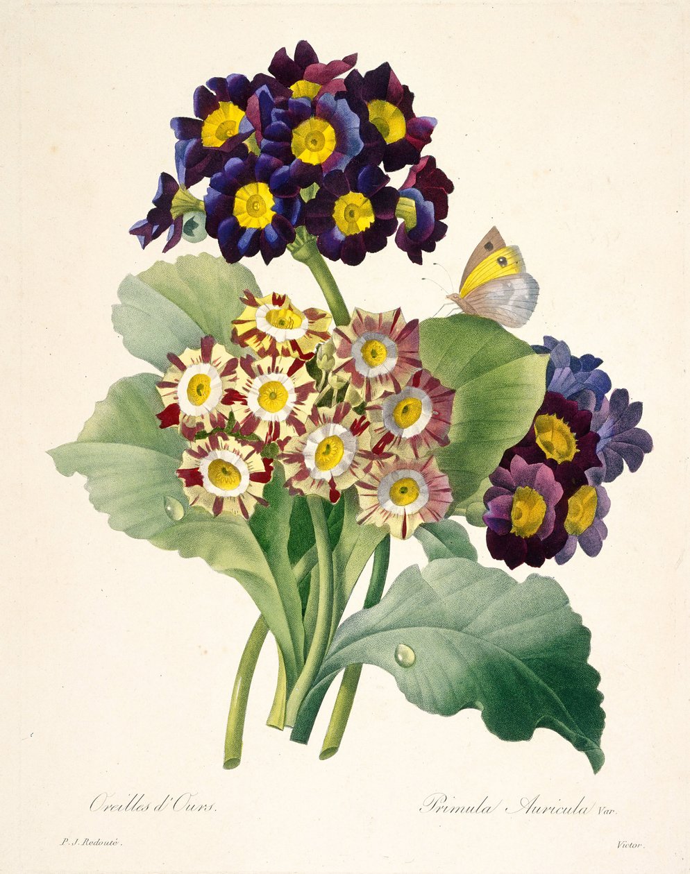 Primula auricula Primroses, 1827. od Pierre Joseph Redouté