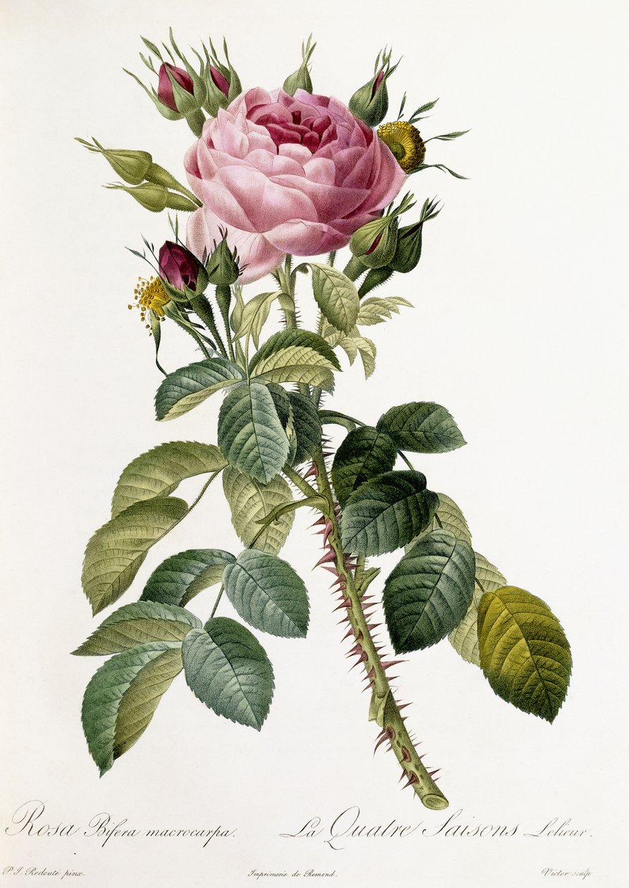 Rosa Bifera macrocarpa, 1817-1824 od Pierre Joseph Redouté