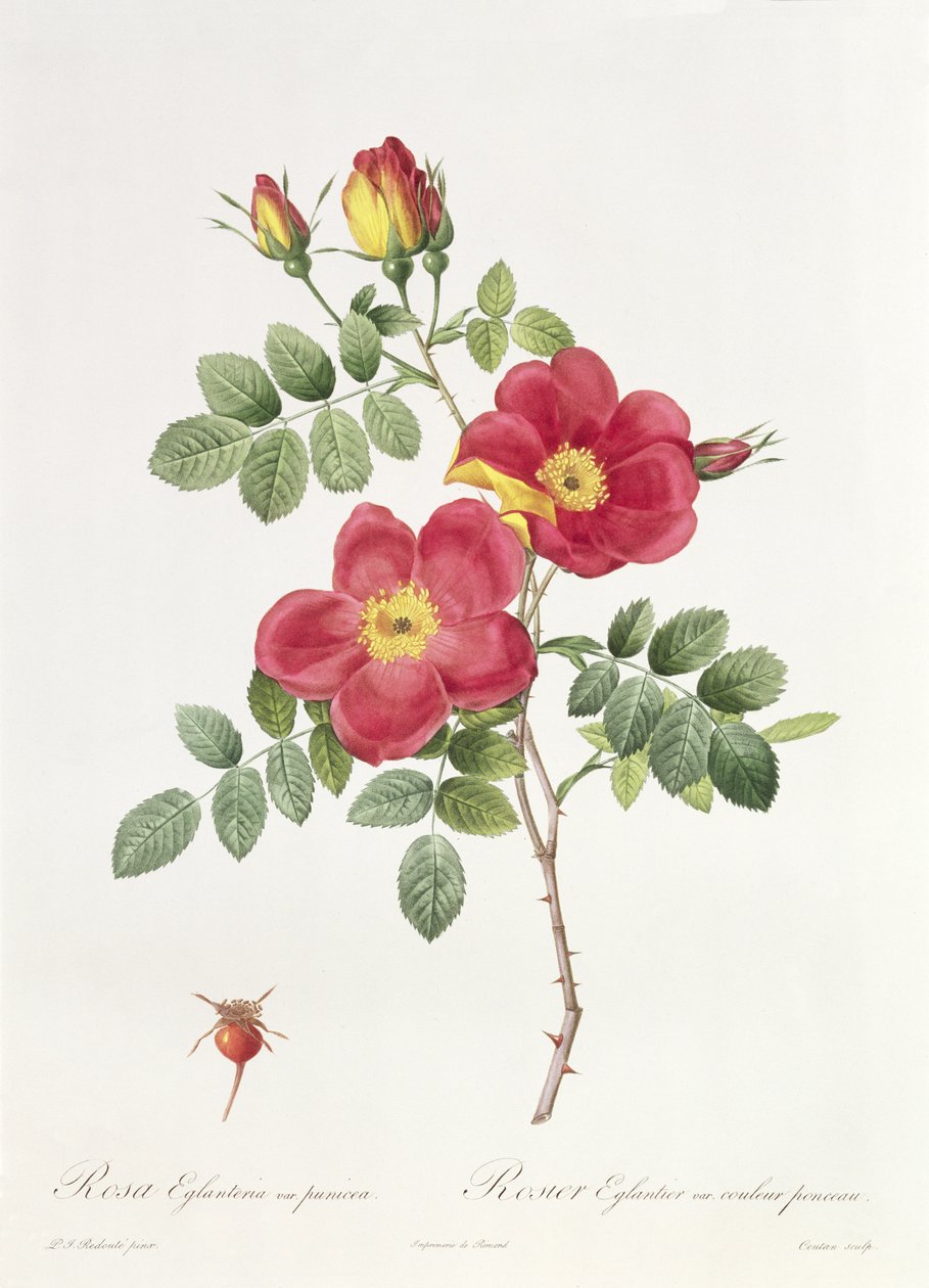 Rosa Eglantera Punicea od Pierre Joseph Redouté