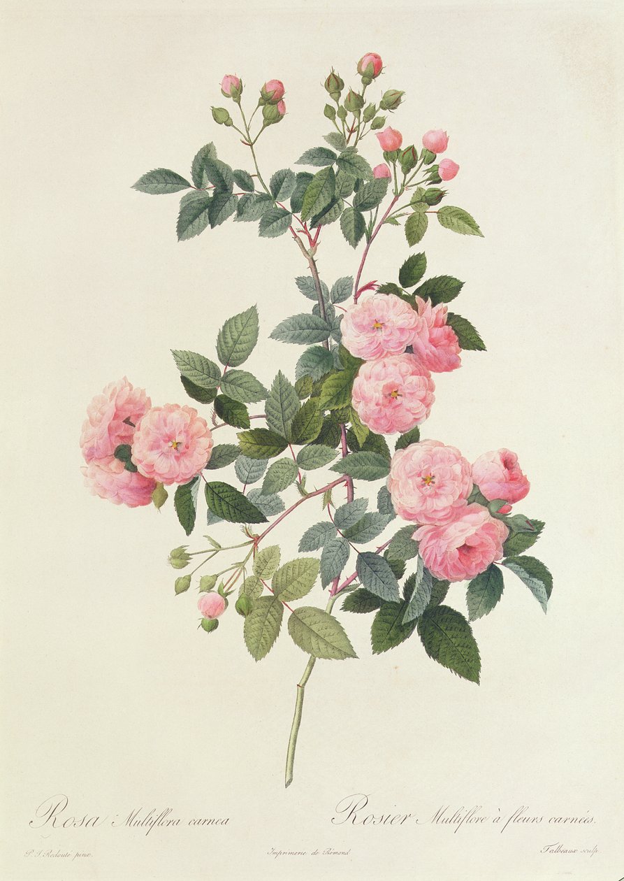 Rosa Multiflora Carnea od Pierre Joseph Redouté