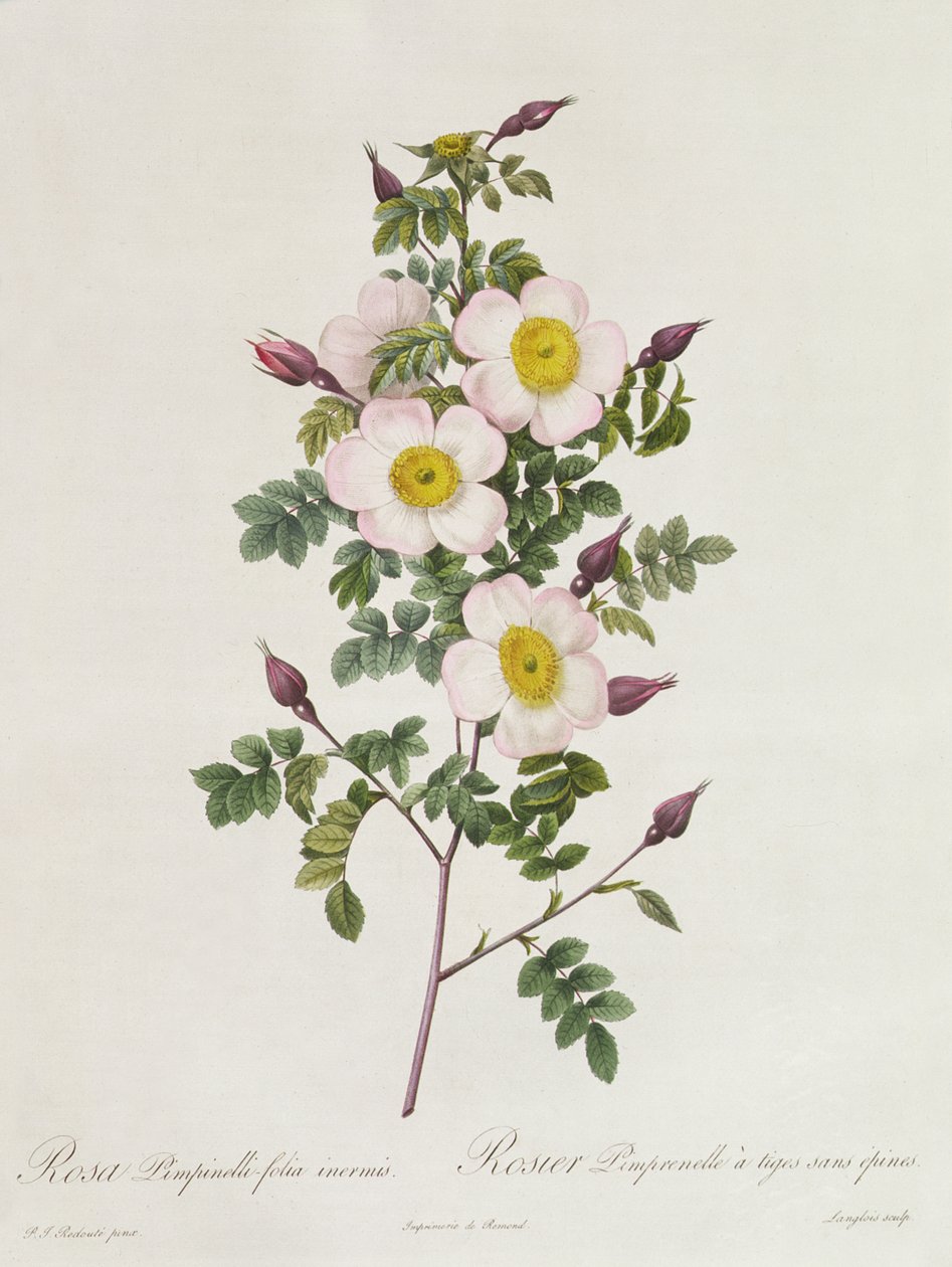 Rosa Pimpinelli-Folia Inermis od Pierre Joseph Redouté