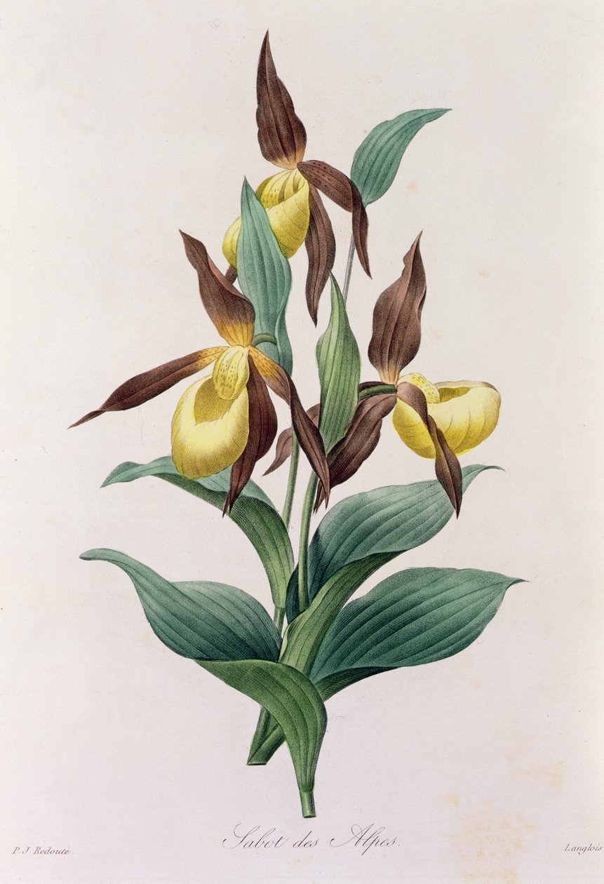 Sabot des Alpes (barevná rytina) od Pierre Joseph Redouté