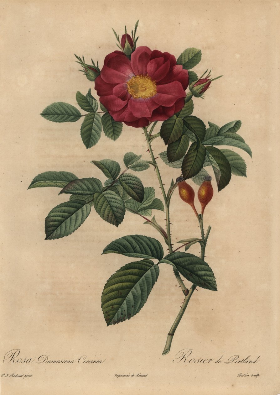 Šarlatová damašská růže, Rosa damascena od Pierre Joseph Redouté