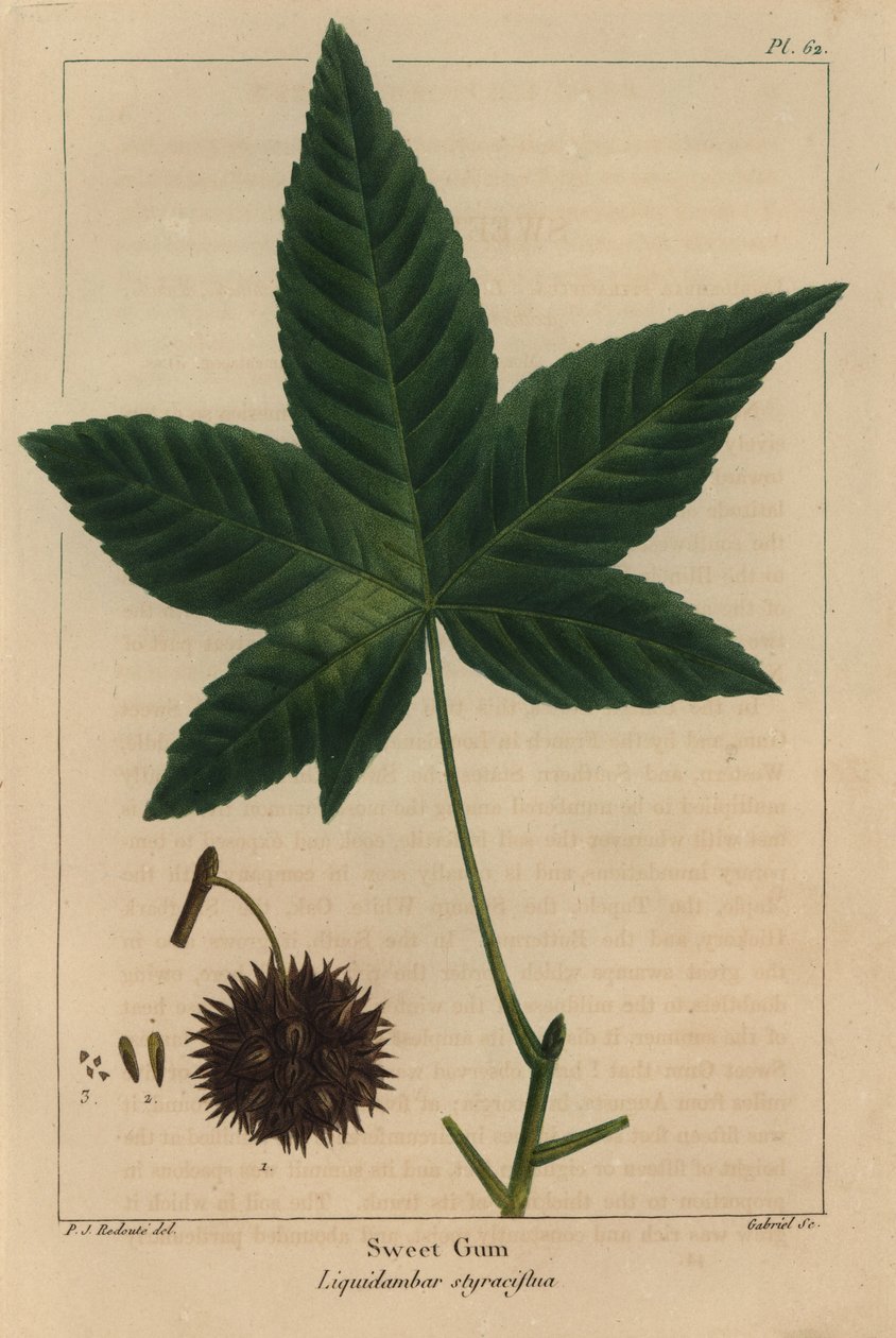 Sweet gum tree, Liquidambar styraciflua (rytina) od Pierre Joseph Redouté