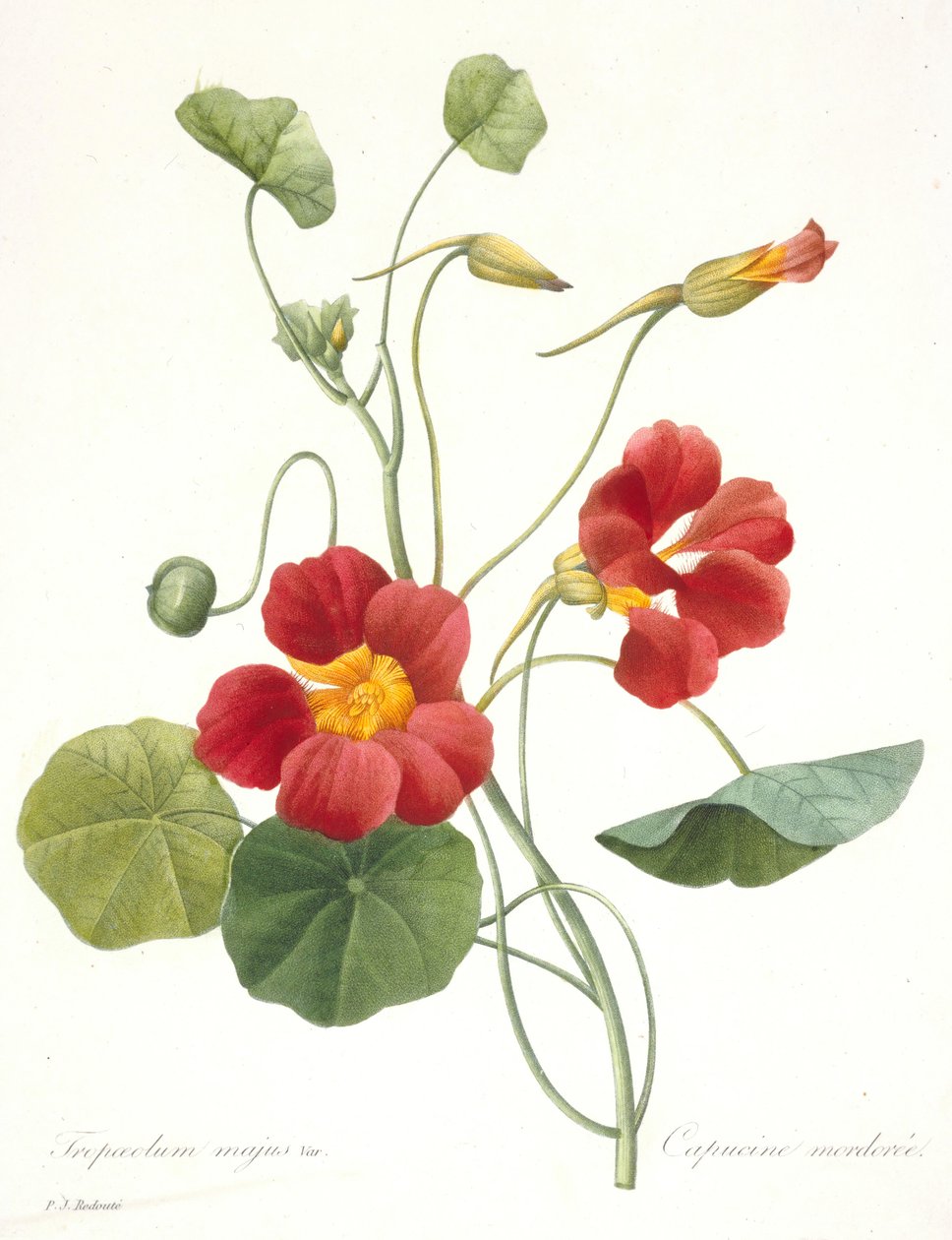 Tropaeolum majus Garden Nasturtium, 1827. od Pierre Joseph Redouté
