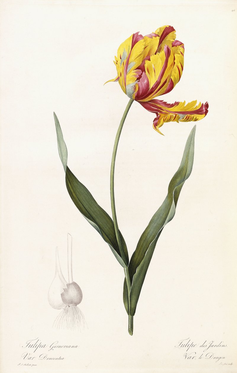 Tulipa Gesneriana - Tulipán zahradní od Pierre Joseph Redouté