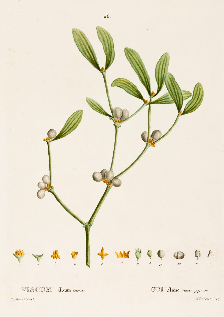 Viscum white L. Jmelí, c1800-1830. od Pierre Joseph Redouté
