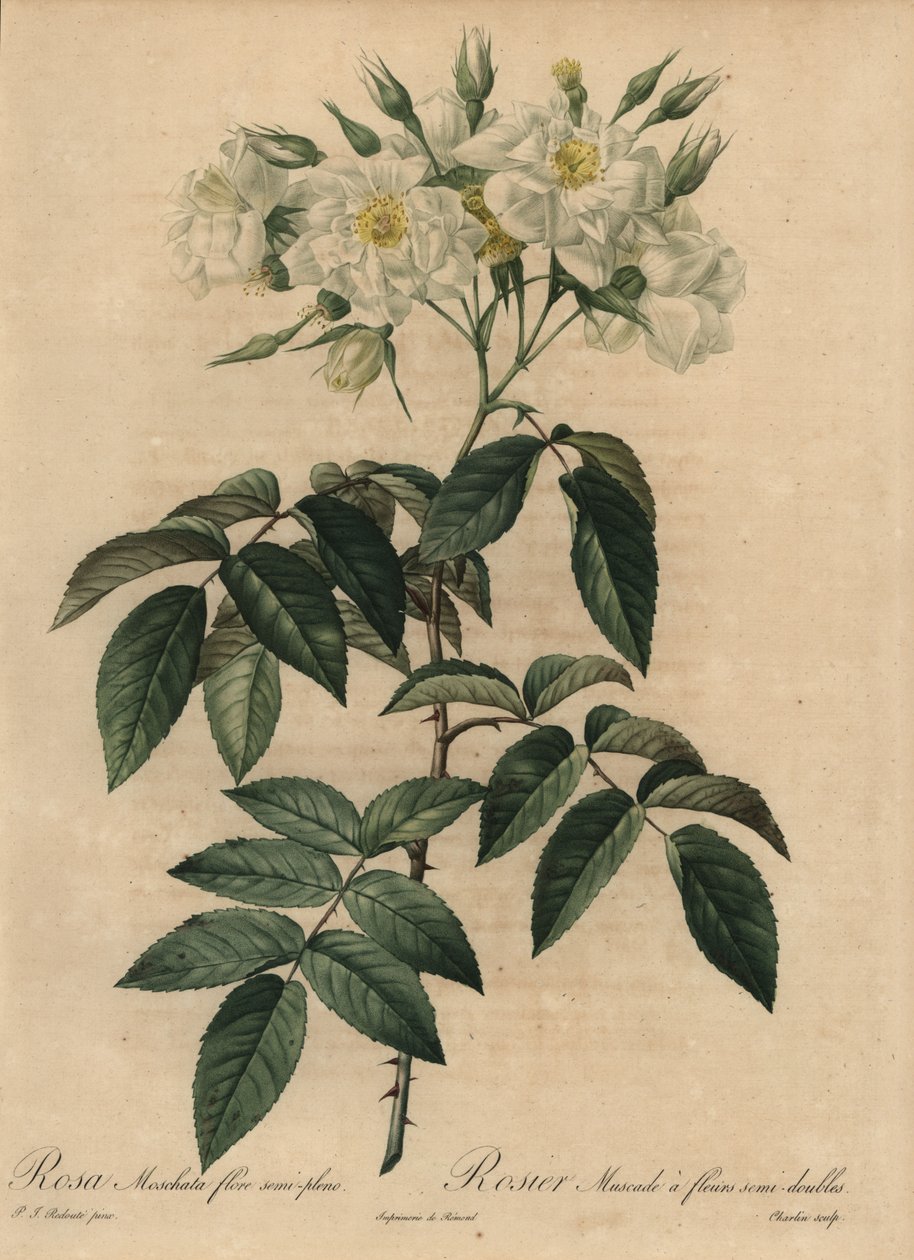 Bílá pižmová růže, Rosa moschata od Pierre Joseph Redouté